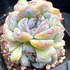 Real & Unique | Echeveria 'Yam Paste'