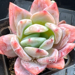 Real & Unique | Echeveria 'Pink pinwheel'