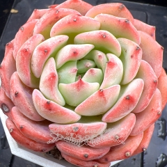 Real & Unique | Echeveria 'Pink Lotus'