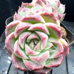 Real & Unique | Echeveria 'Flower Rain'