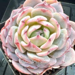 Real & Unique | Echeveria 'Snow Peony'