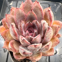 Real & Unique | Echeveria 'Black Wind'