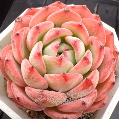 Real & Unique | Echeveria 'Pink Lotus'