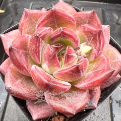 Real & Unique | Echeveria 'Daredevil'