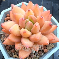 Real & Unique | Echeveria 'Orange Light'