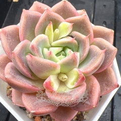 Real & Unique | Echeveria 'Pink Rouge'