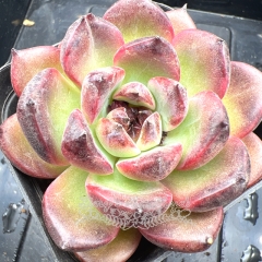 Real & Unique | Echeveria 'Amethyst'/'Purple pomegranate'