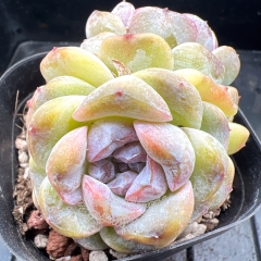 Real & Unique | Echeveria 'Yam Paste'