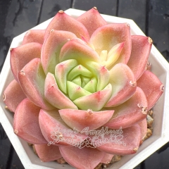 Real & Unique | Echeveria 'Pink Rouge'