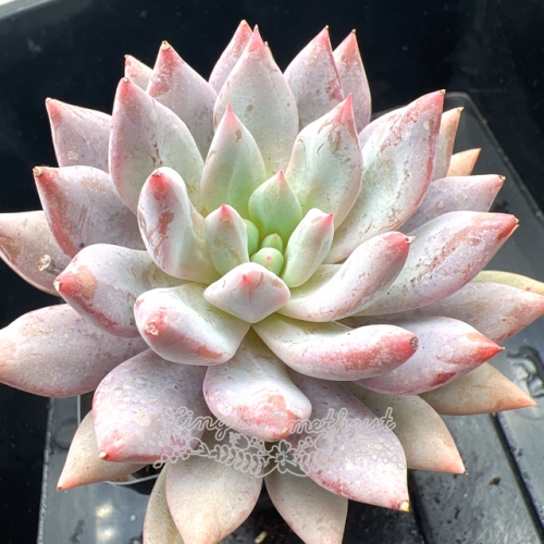 Real & Unique | Echeveria 'Chrysanthemum Fairy'