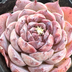 Real & Unique | Echeveria 'Alice'