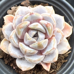 Real & Unique | Echeveria 'snow bunny'