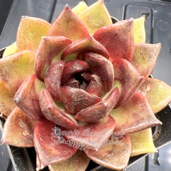 Real & Unique | Echeveria 'Golden Fox'