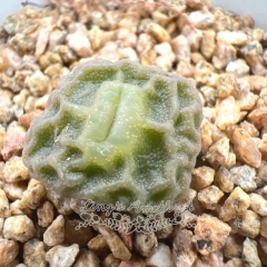 Real & Unique | Conophytum angelicae