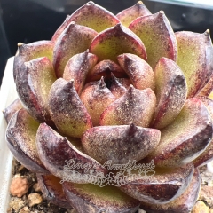 Real & Unique | Echeveria 'Agate'