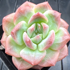 Real & Unique | Echeveria 'Cotton Rose'