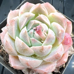 Real & Unique | Echeveria 'Iridescent princess'