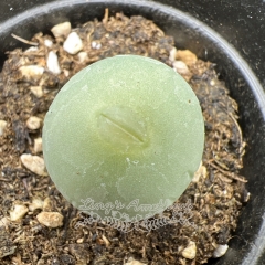 Real & Unique | Conophytum calculus