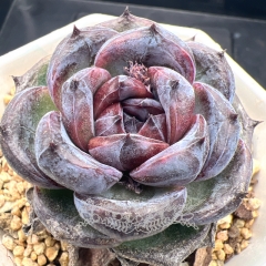 Real & Unique | Echeveria 'Purple Sugar Rose'
