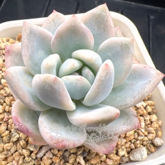 Real & Unique | Echeveria Monroe variegated