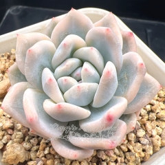 Real & Unique | Echeveria Monroe variegated