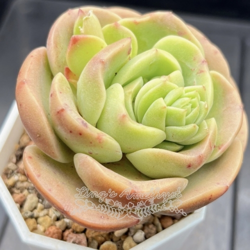 Real & Unique | Echeveria 'Peach Fairy' (Echeveria Peach Pride sp)