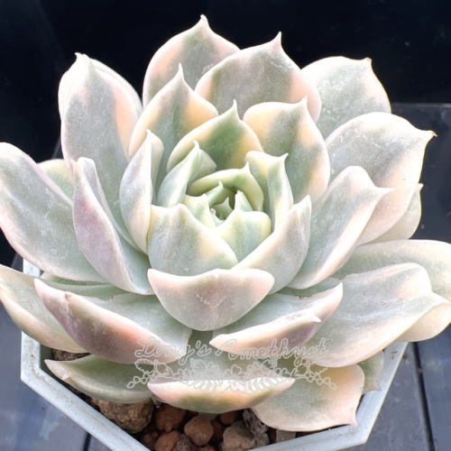 Real & Unique | Echeveria Onslow variegata