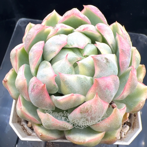 Real & Unique | Echeveria Queen's Maria Variegated