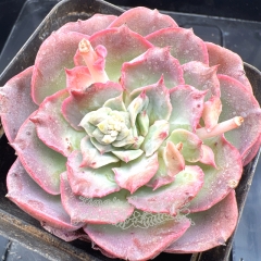 Real & Unique | Echeveria 'Pink Skirt'