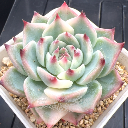 Real & Unique | Echeveria chihuahuaensis variegated