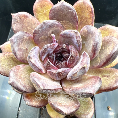 Real & Unique | Echeveria 'Purple East'