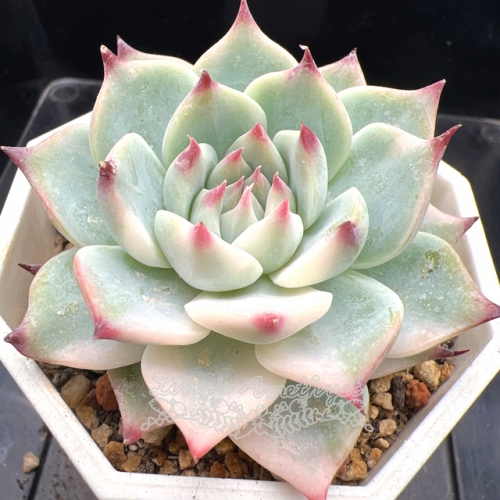 Real & Unique | Echeveria chihuahuaensis variegated