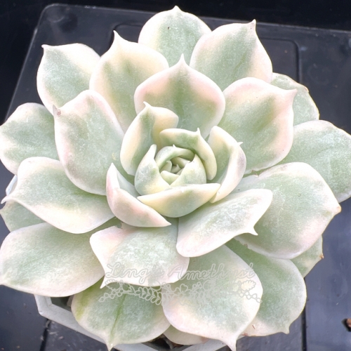 Real & Unique | Echeveria Onslow variegata