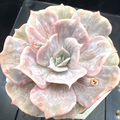 Real & Unique | Echeveria 'Lilacina' Marble Variegated