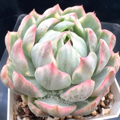 Real & Unique | Echeveria Queen's Maria Variegated