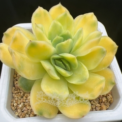 Real & Unique | Echeveria 'heavenly jade' Variegated