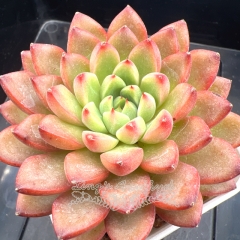 Echeveria 'Tuberose' | Real & Unique