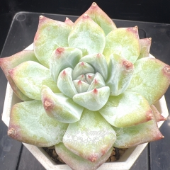 Echeveria 'White Latam' | Real & Unique