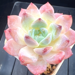 Echeveria 'cherry blossom snow' | Real & Unique