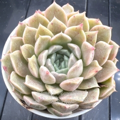 Echeveria 'Pink Baby' | Real & Unique