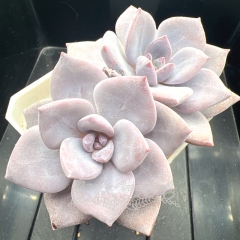 Echeveria 'Rosalia' (Poseidon) | Real & Unique