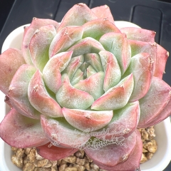 Echeveria 'Princess Peach' | Real & Unique