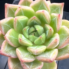 Echeveria 'Green Glass' | Real & Unique