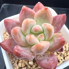 Echeveria 'Amber Jelly' | Real & Unique