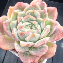 Echeveria 'Princess Peach' | Real & Unique