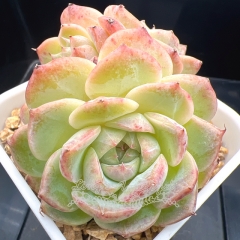 Echeveria 'ice beauty' | Real & Unique