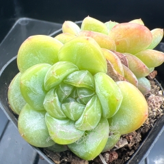 Echeveria 'star jelly' | Real & Unique