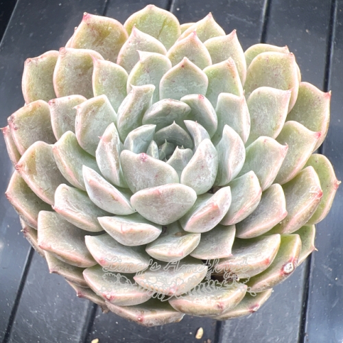 Echeveria 'Pink Baby' | Real & Unique