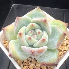 Echeveria 'White Latam' | Real & Unique