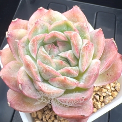 Echeveria 'Princess Peach' | Real & Unique